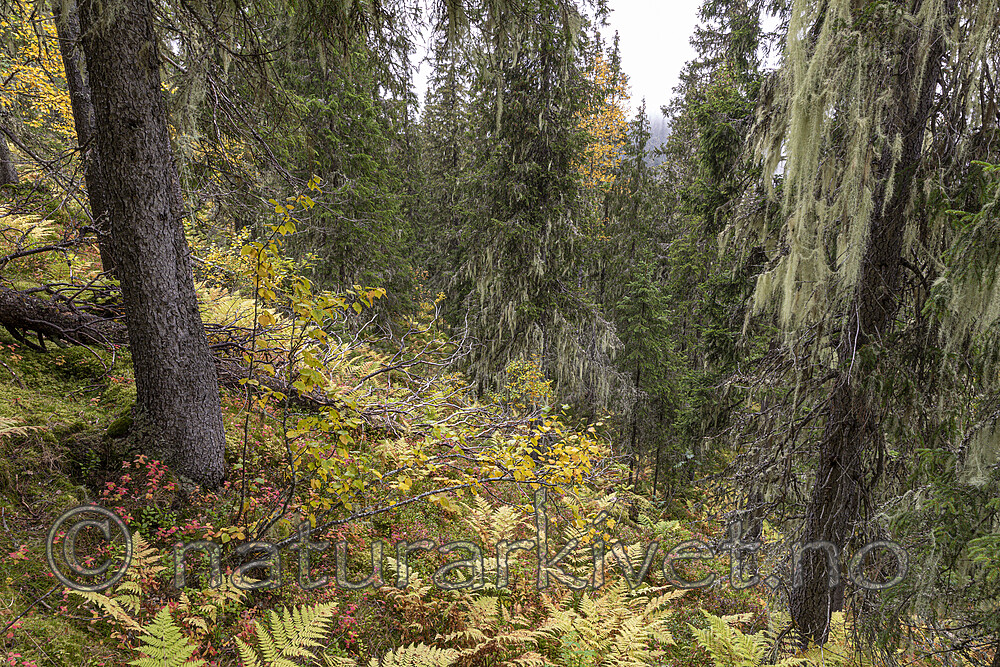 KA_190923_130 / Usnea longissima / Huldrestry