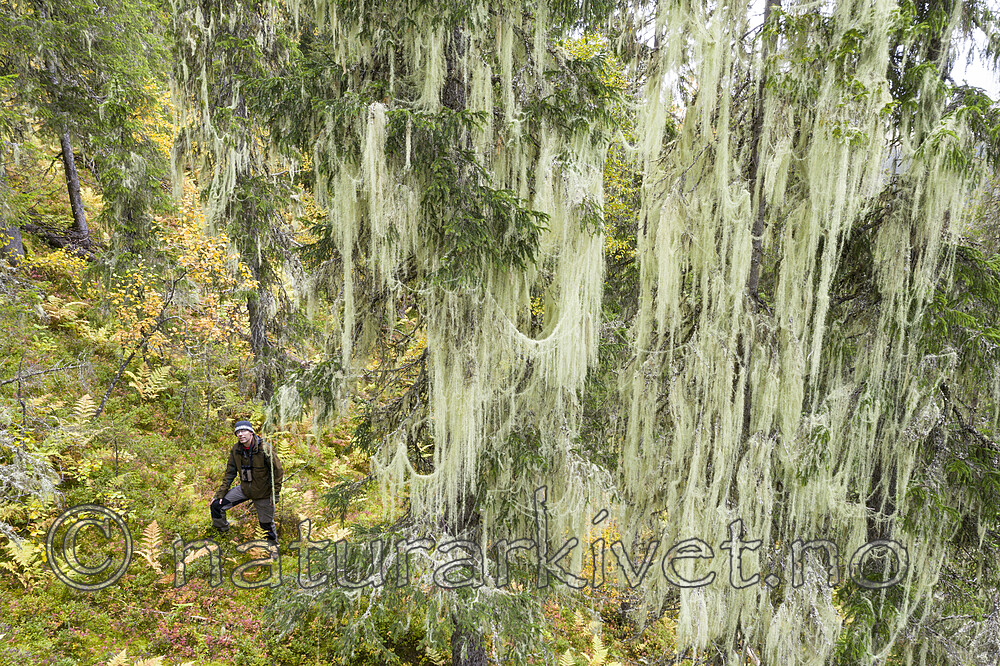 KA_190923_147 / Usnea longissima / Huldrestry