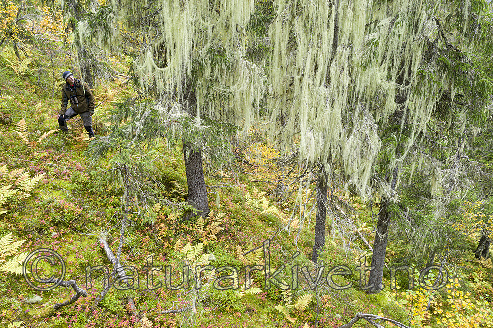 KA_190923_154 / Usnea longissima / Huldrestry