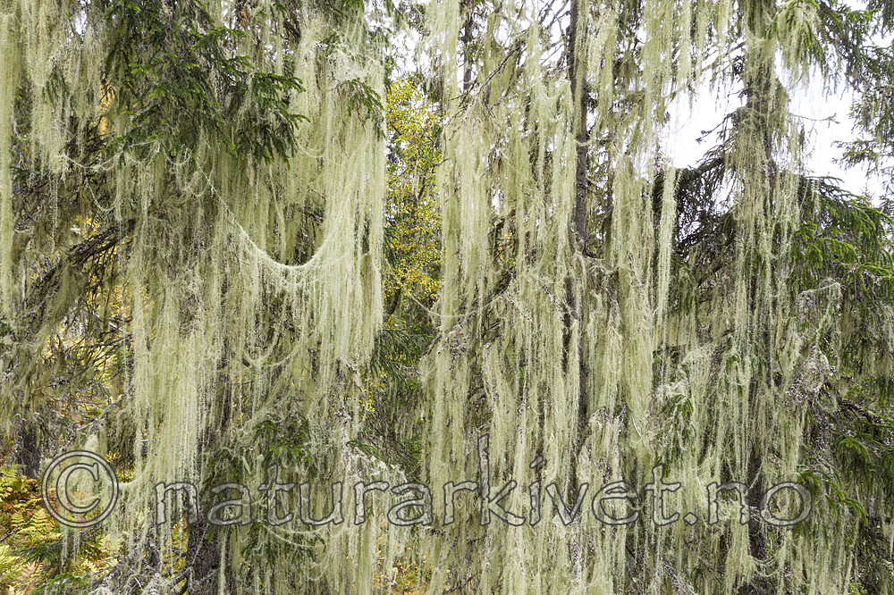 KA_190923_155 / Usnea longissima / Huldrestry
