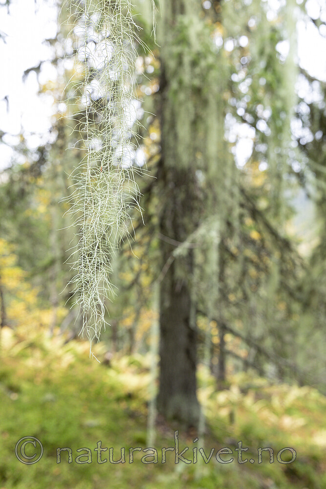 KA_190923_159 / Usnea longissima / Huldrestry