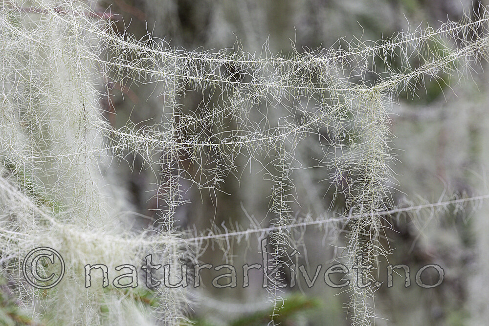 KA_190923_166 / Usnea longissima / Huldrestry