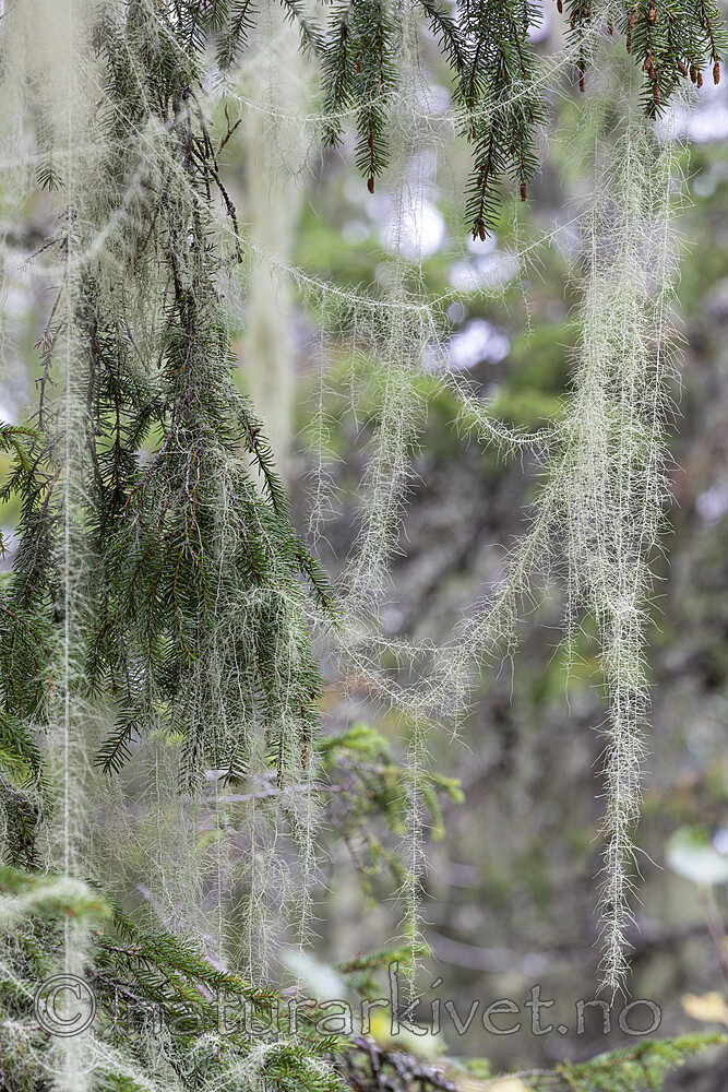 KA_190923_167 / Usnea longissima / Huldrestry