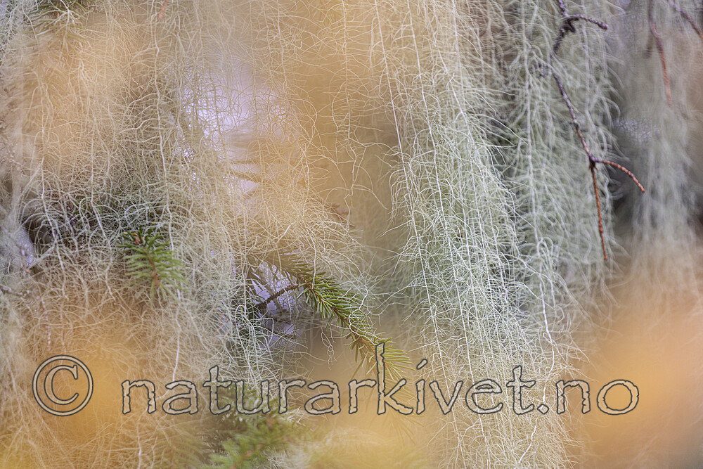 KA_190923_173 / Usnea longissima / Huldrestry