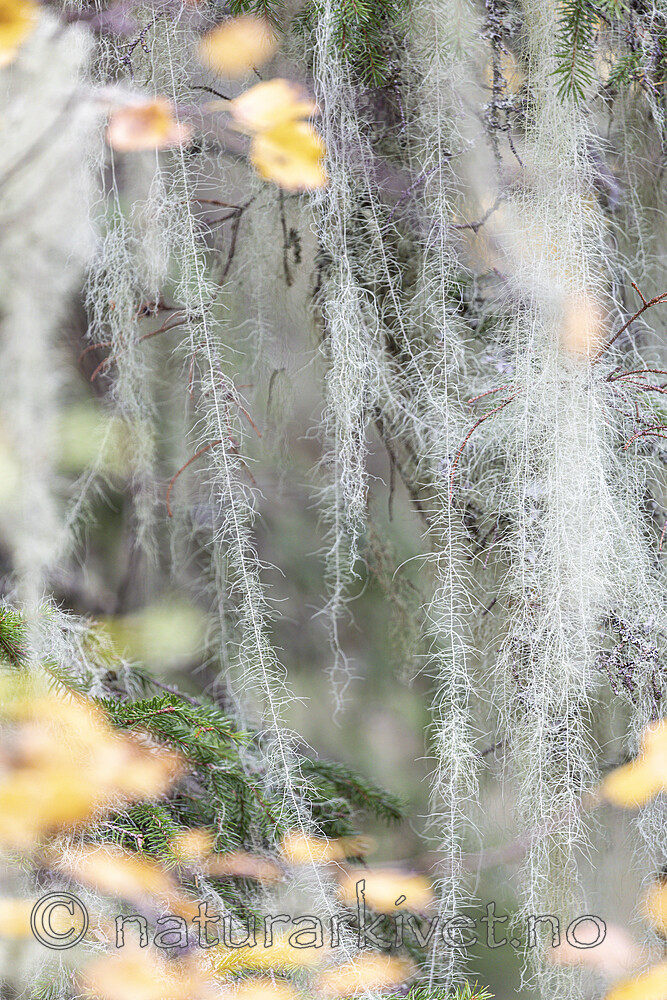 KA_190923_179 / Usnea longissima / Huldrestry