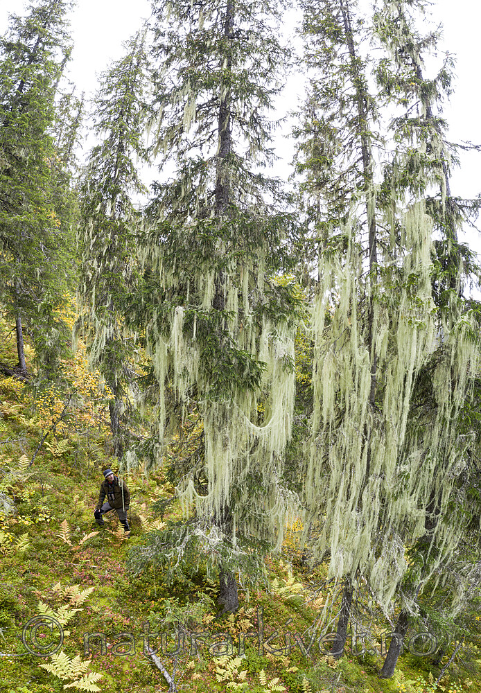 KA_190923_p149-152 / Usnea longissima / Huldrestry