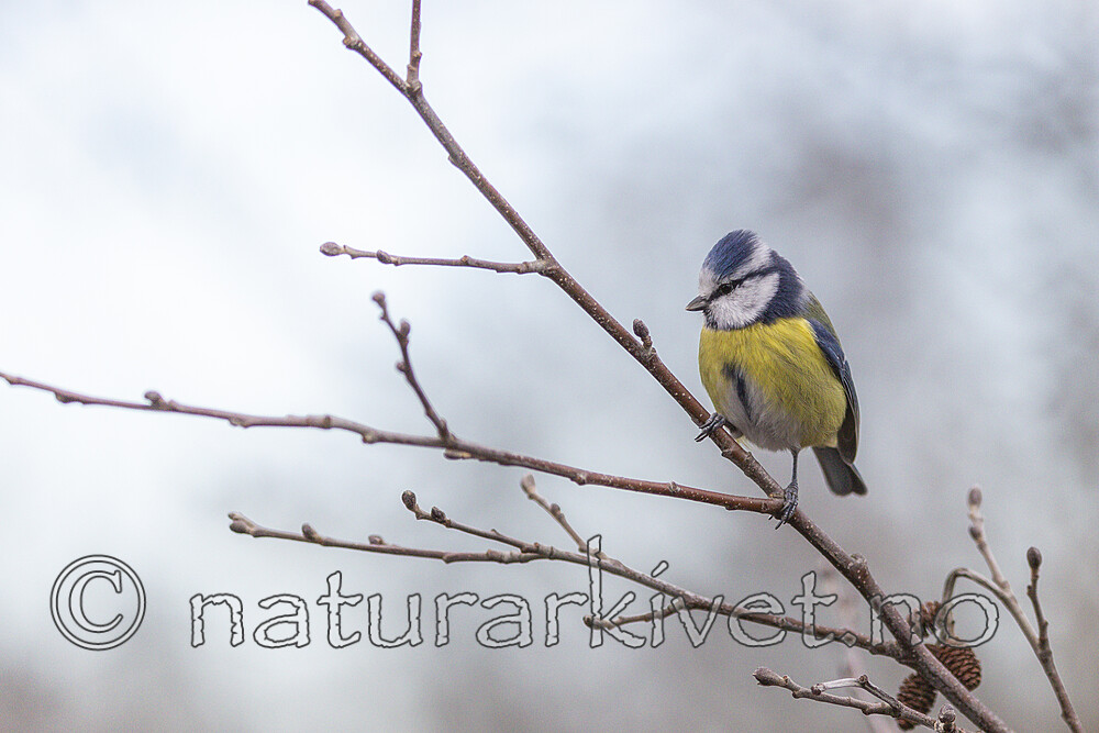 KA_191103_1 / Cyanistes caeruleus / Blåmeis