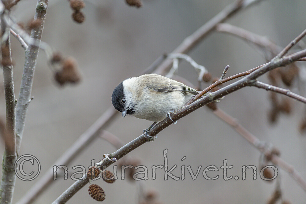 KA_191103_3 / Poecile palustris / Løvmeis