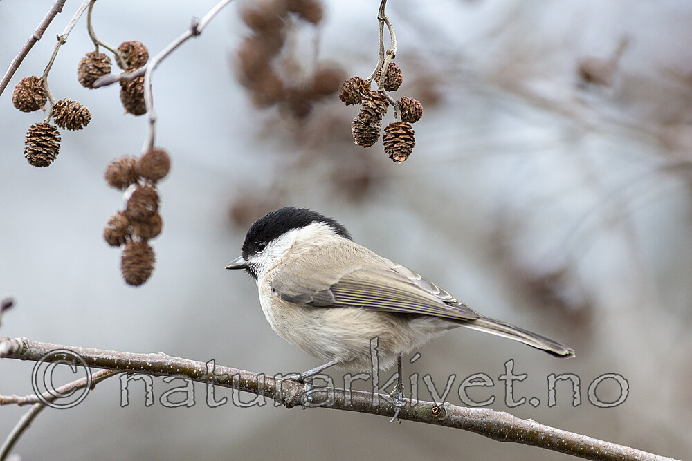 KA_191103_5 / Poecile palustris / Løvmeis