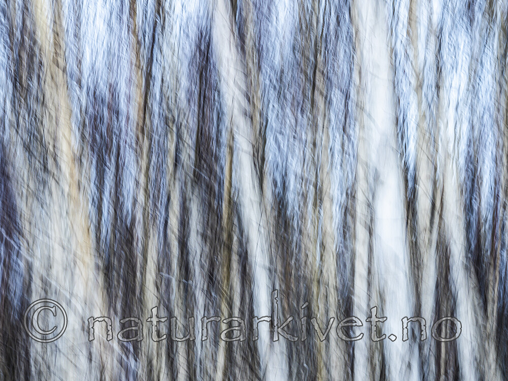 KA_191127_189 / Betula pubescens / Bjørk