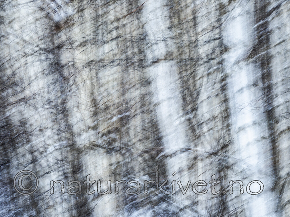 KA_191127_190 / Betula pubescens / Bjørk