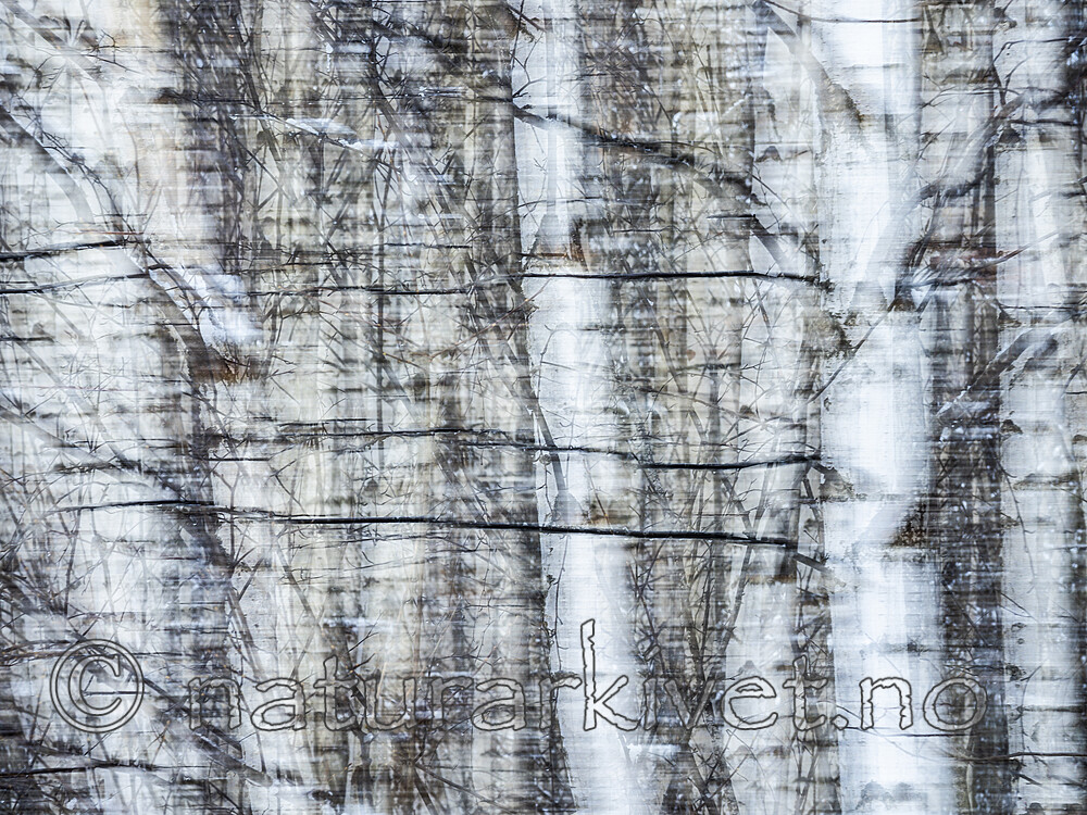 KA_191127_191 / Betula pubescens / Bjørk