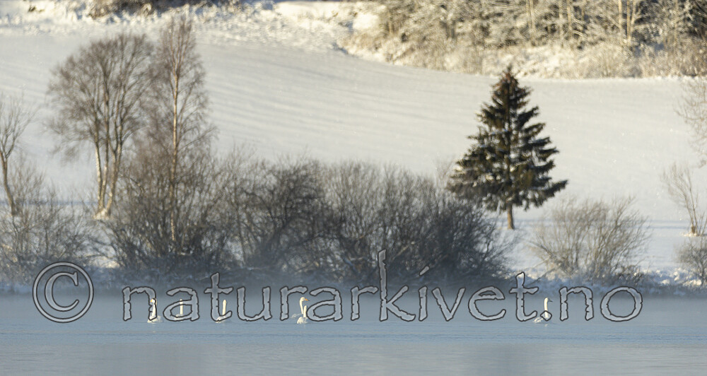 KA_191129_10 / Cygnus cygnus / Sangsvane