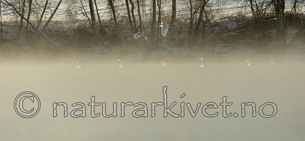 KA_191129_12 / Cygnus cygnus / Sangsvane