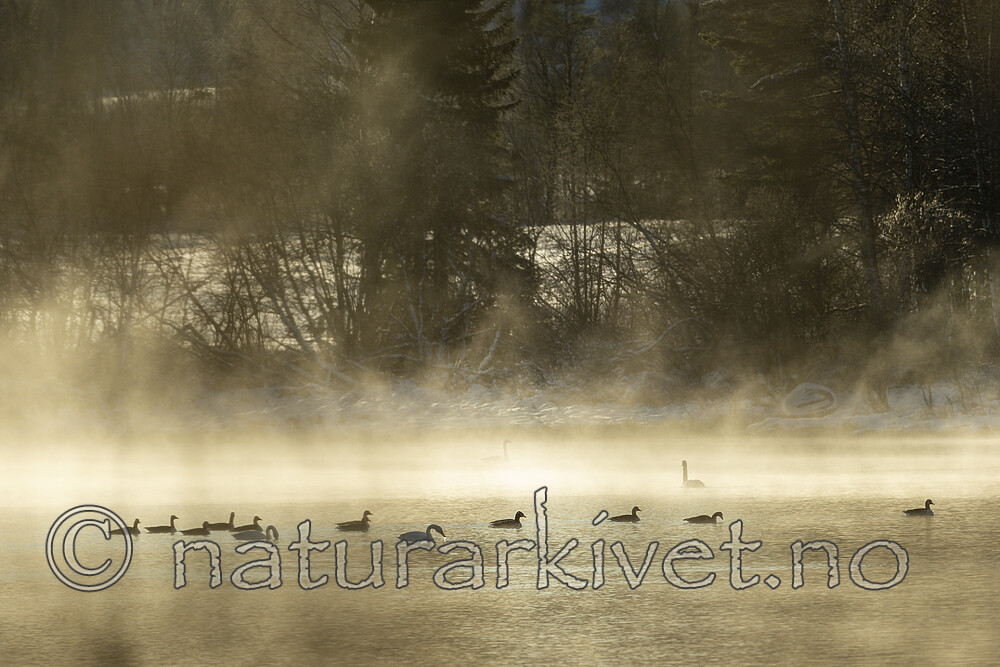 KA_191129_14 / Cygnus cygnus / Sangsvane