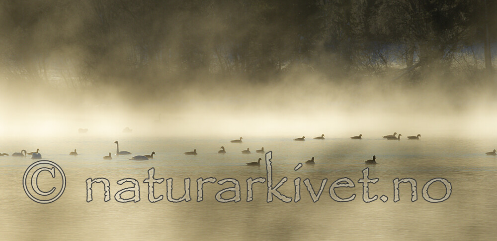 KA_191129_15 / Cygnus cygnus / Sangsvane