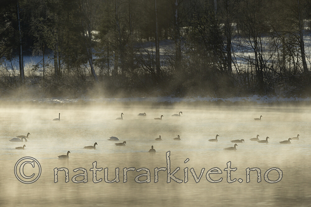 KA_191129_18 / Branta canadensis / Kanadagås <br /> Cygnus cygnus / Sangsvane