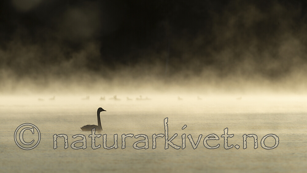 KA_191129_31 / Cygnus cygnus / Sangsvane