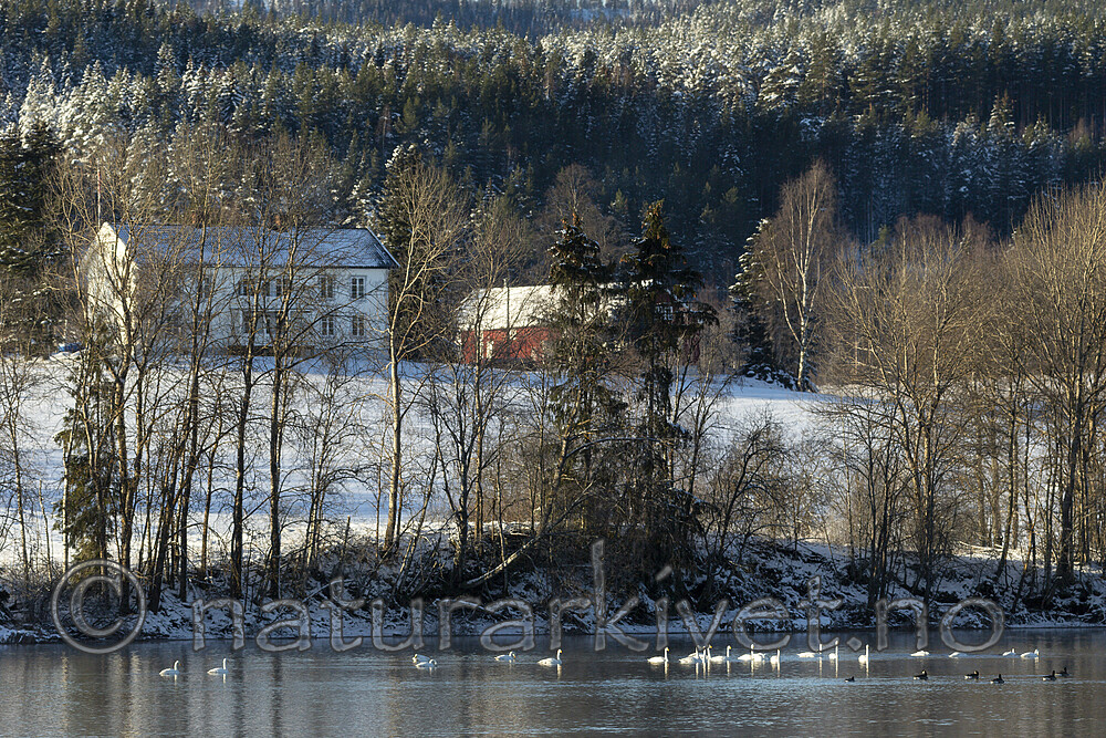 KA_191129_40 / Branta canadensis / Kanadagås <br /> Cygnus cygnus / Sangsvane