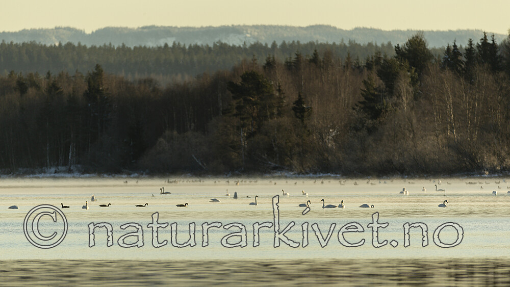 KA_191129_43 / Branta canadensis / Kanadagås <br /> Cygnus cygnus / Sangsvane