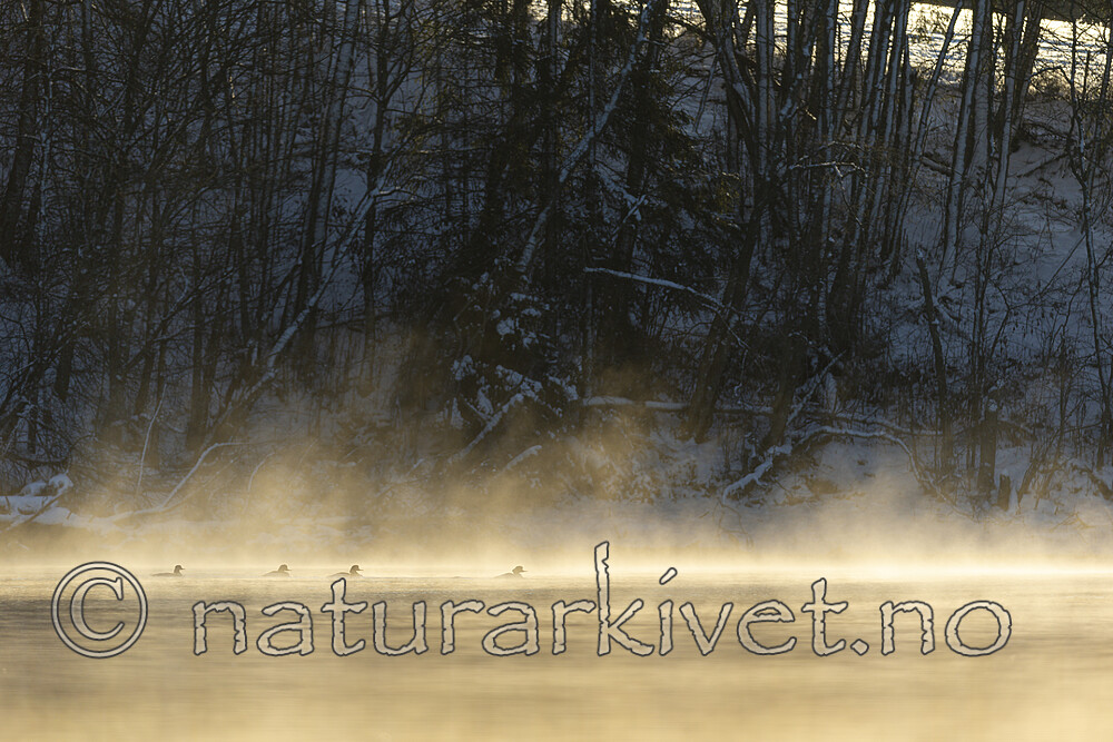 KA_191129_45 / Mergus merganser / Laksand