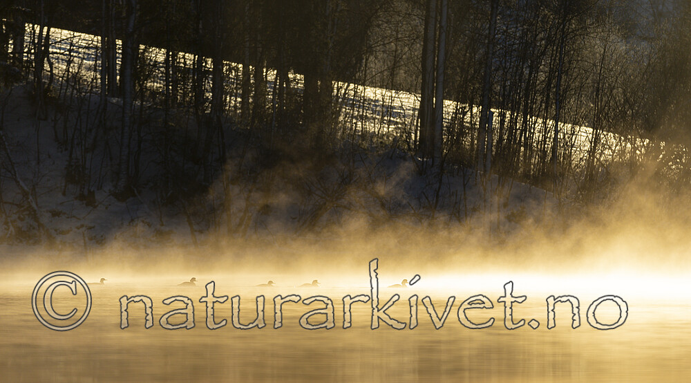 KA_191129_51 / Mergus merganser / Laksand