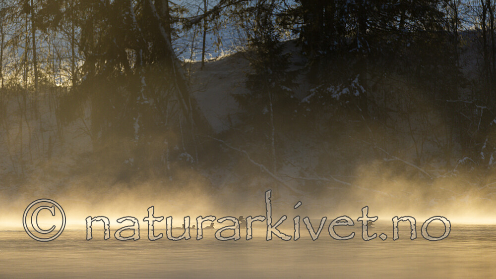 KA_191129_53 / Mergus merganser / Laksand