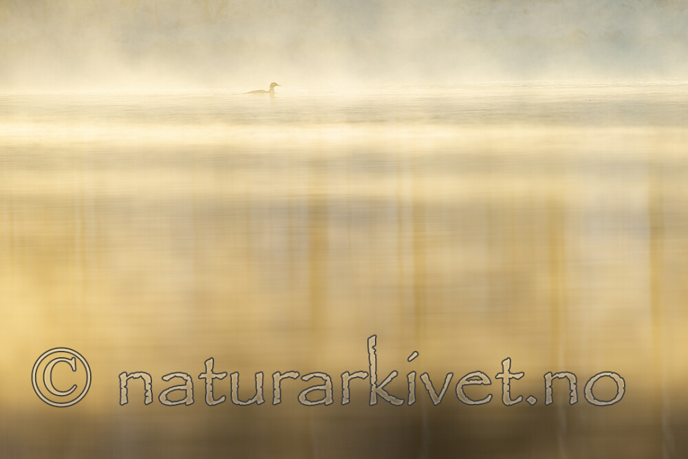 KA_191129_62 / Mergus merganser / Laksand