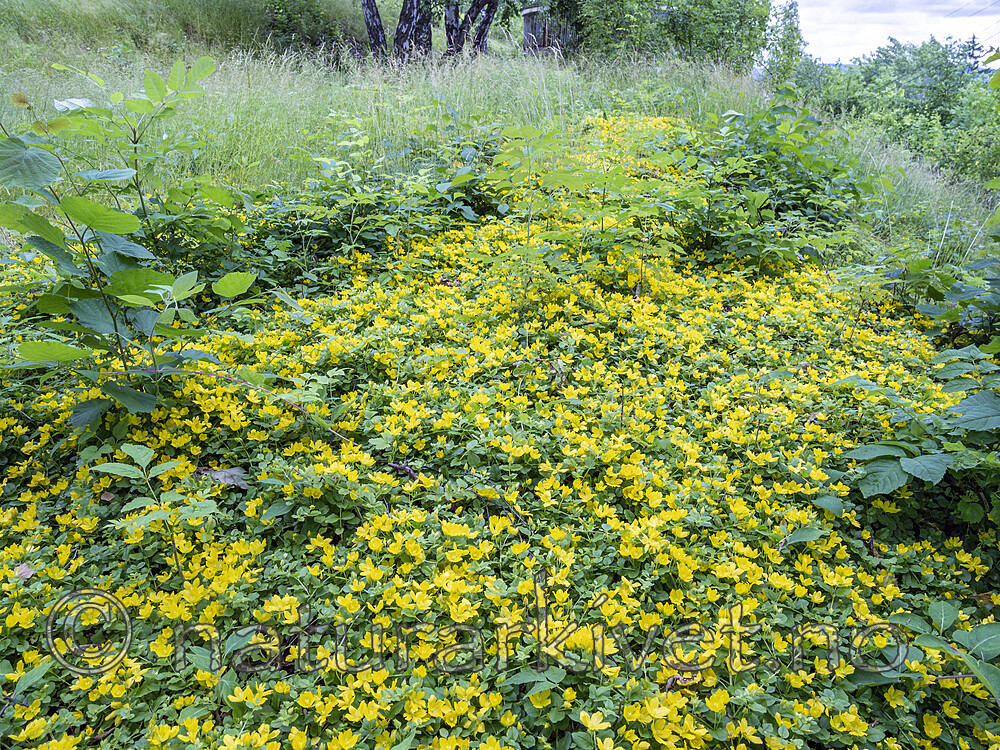 KA_200629_2 / Lysimachia nummularia / Krypfredløs