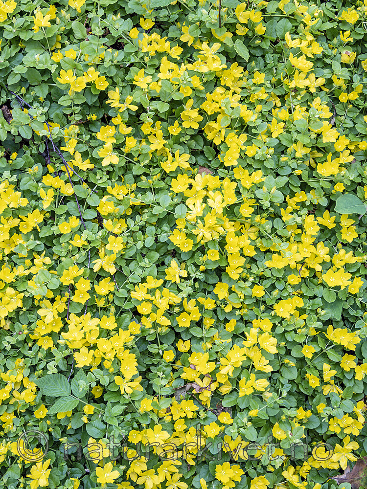 KA_200629_6 / Lysimachia nummularia / Krypfredløs