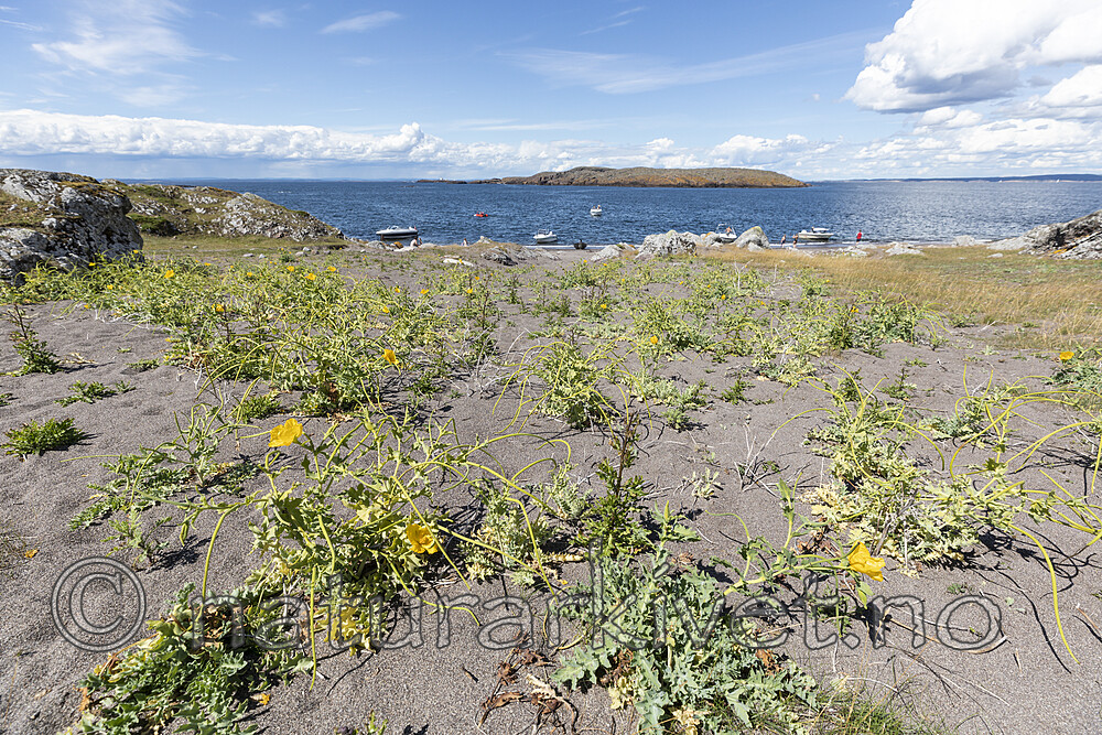 KA_200709_1 / Glaucium flavum / Gul hornvalmue