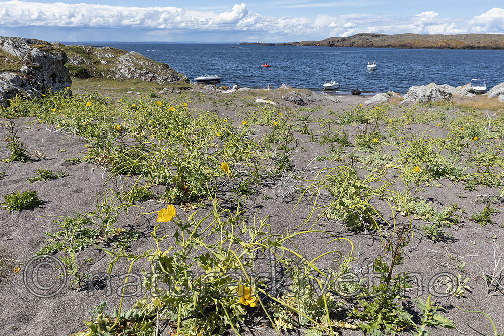 KA_200709_2 / Glaucium flavum / Gul hornvalmue