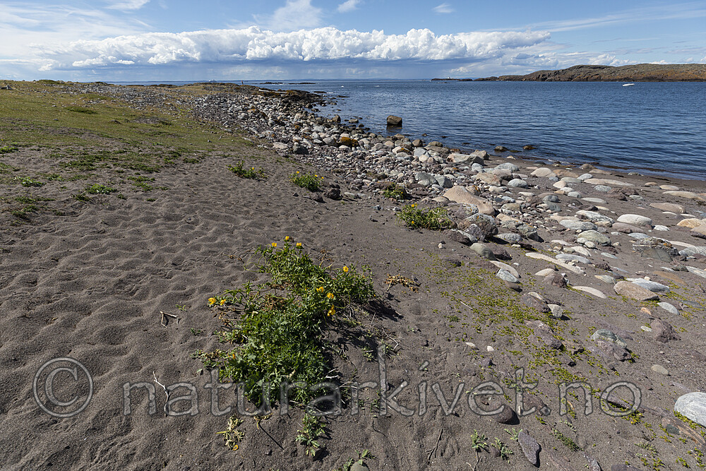 KA_200709_32 / Glaucium flavum / Gul hornvalmue