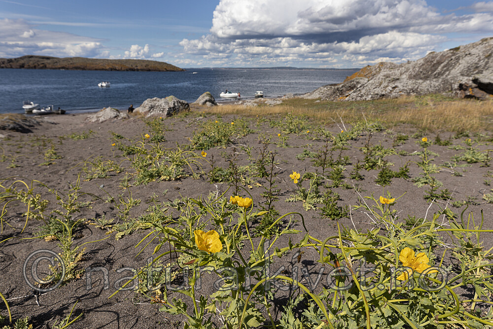 KA_200709_36 / Glaucium flavum / Gul hornvalmue