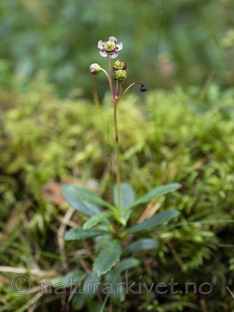 KA_200806_2 / Chimaphila umbellata / Bittergrønn