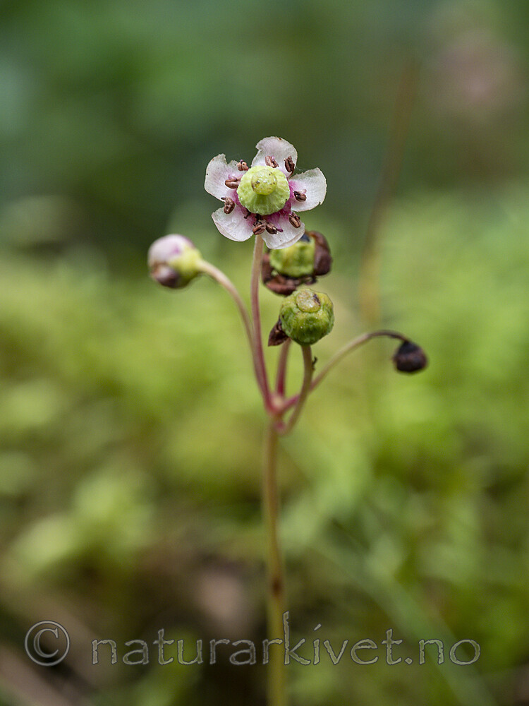 KA_200806_4 / Chimaphila umbellata / Bittergrønn