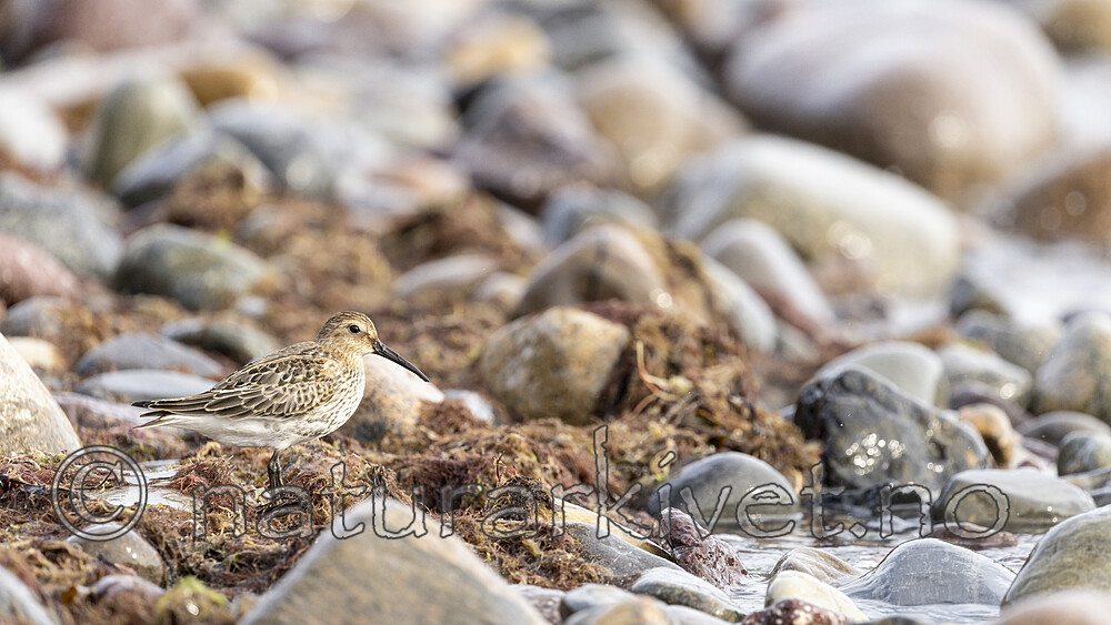 KA_200920_10 / Calidris alpina / Myrsnipe