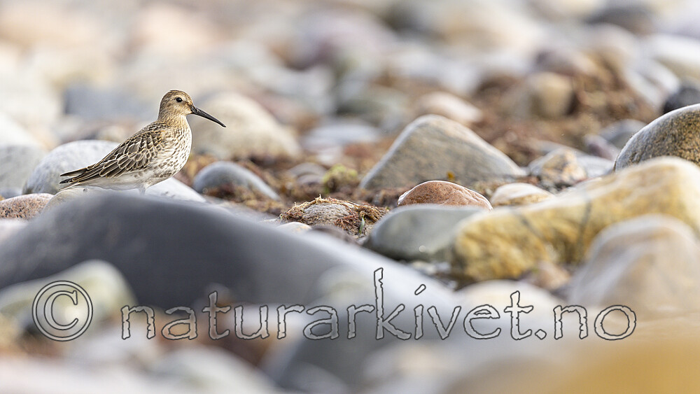 KA_200920_17 / Calidris alpina / Myrsnipe