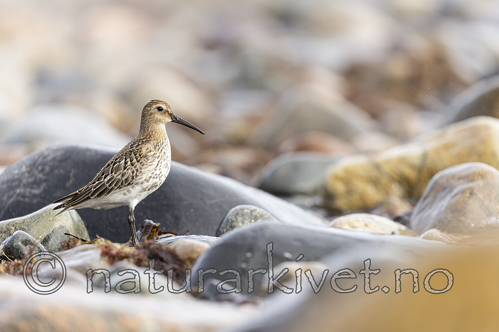 KA_200920_18 / Calidris alpina / Myrsnipe