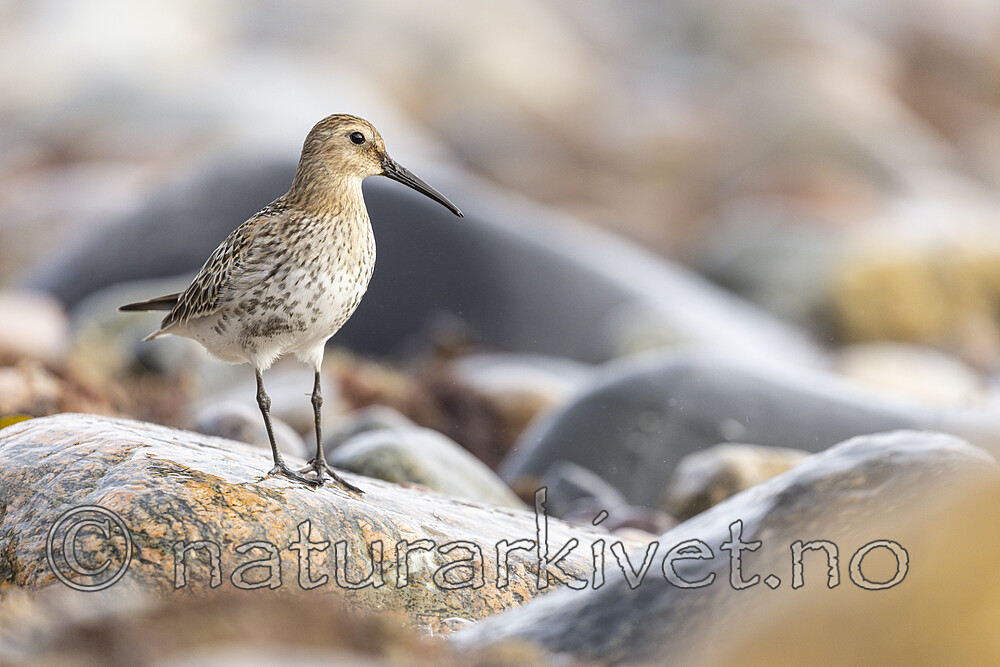 KA_200920_19 / Calidris alpina / Myrsnipe