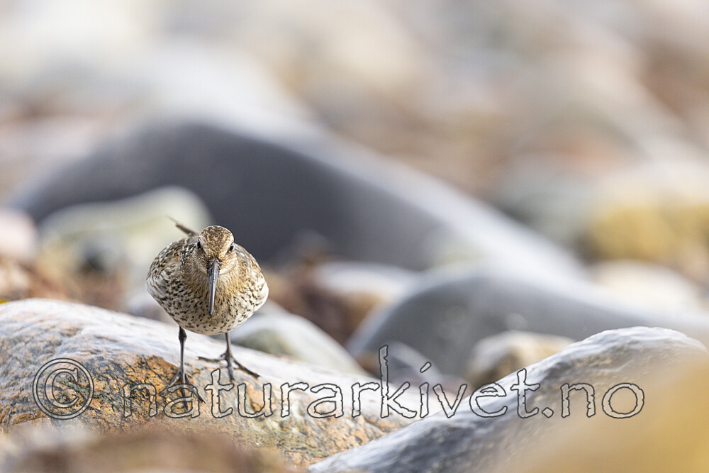 KA_200920_20 / Calidris alpina / Myrsnipe