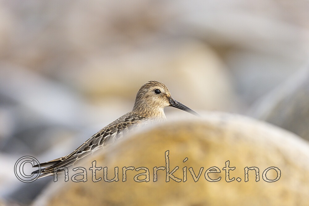 KA_200920_22 / Calidris alpina / Myrsnipe