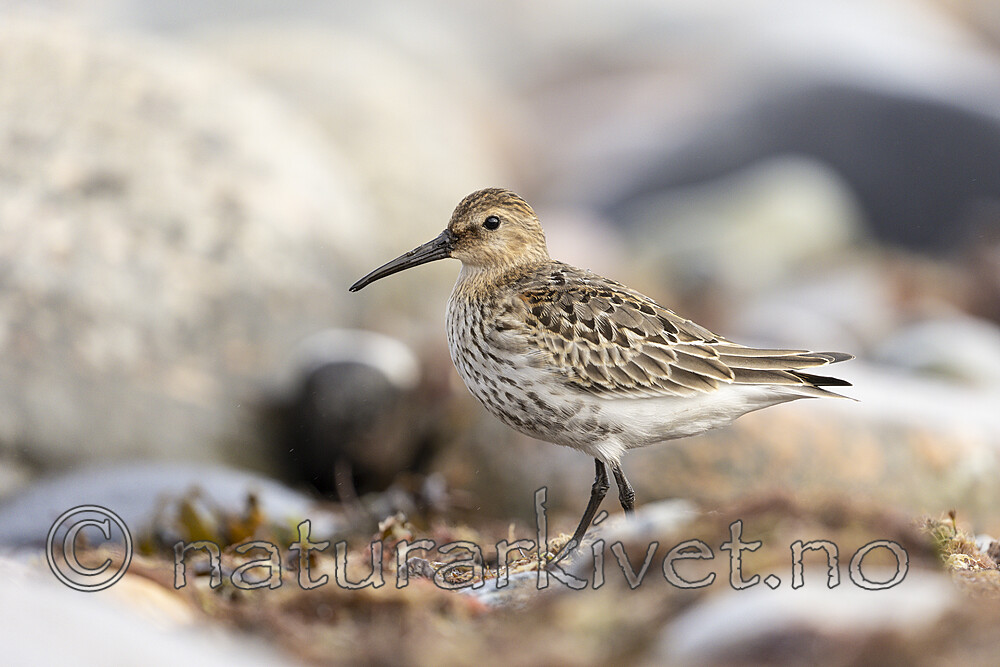 KA_200920_25 / Calidris alpina / Myrsnipe
