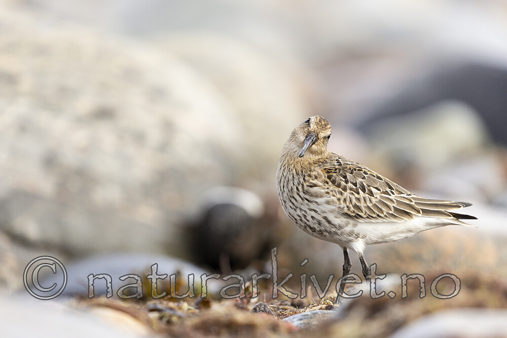 KA_200920_26 / Calidris alpina / Myrsnipe