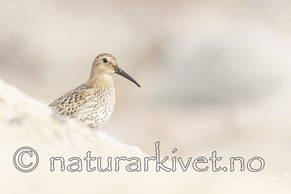 KA_200920_27 / Calidris alpina / Myrsnipe
