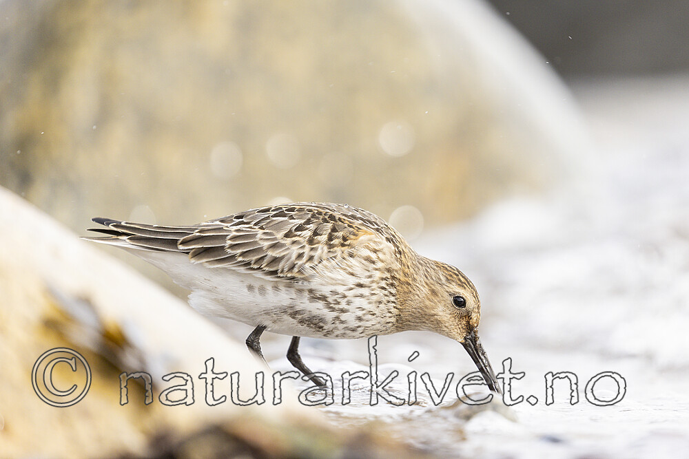 KA_200920_33 / Calidris alpina / Myrsnipe