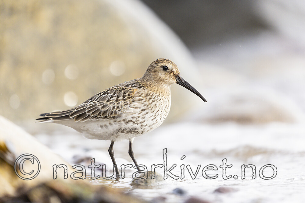 KA_200920_34 / Calidris alpina / Myrsnipe