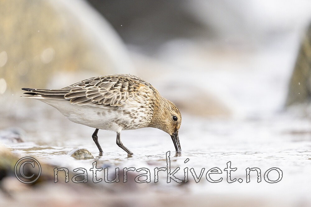 KA_200920_37 / Calidris alpina / Myrsnipe