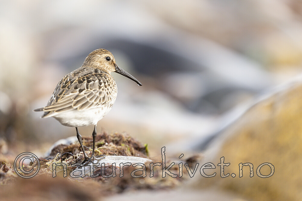 KA_200920_39 / Calidris alpina / Myrsnipe