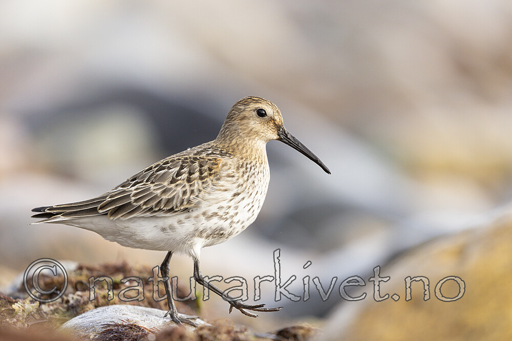 KA_200920_42 / Calidris alpina / Myrsnipe